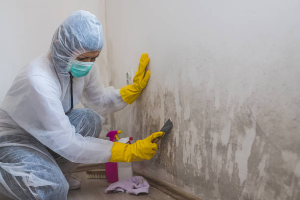 Mold Odor Removal Services in Hendron, KY